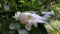 Hibiscus waimeae subsp. hannerae