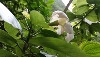 Hibiscus waimeae subsp. hannerae