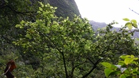 Hibiscus waimeae subsp. hannerae