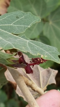 Hibiscadelphus distans