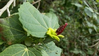 Hibiscadelphus distans