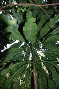 Cyanea coriacea