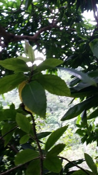 Hibiscus kokio subsp. saintjohnianus