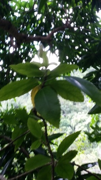 Hibiscus kokio subsp. saintjohnianus