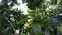 Hibiscus kokio subsp. saintjohnianus
