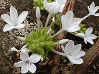 Plumbago zeylanica