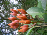 Erythrina ×malottorum