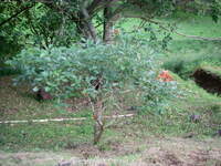 Erythrina ×malottorum