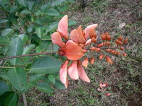Erythrina ×malottorum