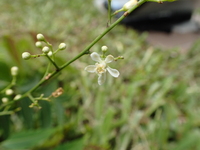 Azadirachta indica