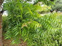 Azadirachta indica