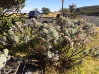 Artemisia mauiensis
