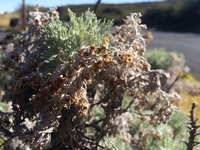 Artemisia mauiensis