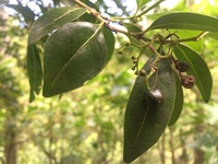Psydrax odorata