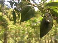 Psydrax odorata