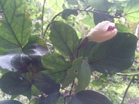 Hibiscus waimeae subsp. hannerae