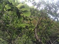 Hibiscus waimeae subsp. hannerae