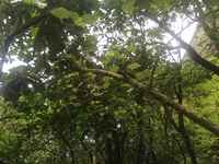 Hibiscus waimeae subsp. hannerae