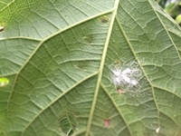 Hibiscus waimeae subsp. hannerae