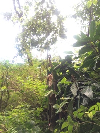 Hibiscus waimeae subsp. hannerae