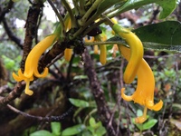 Scaevola glabra