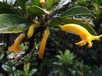 Scaevola glabra