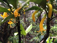 Scaevola glabra