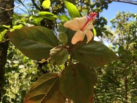 Hibiscus waimeae subsp. hannerae