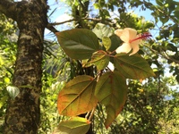Hibiscus waimeae subsp. hannerae