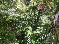 Hibiscus waimeae subsp. hannerae