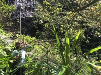 Hibiscus waimeae subsp. hannerae