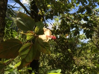 Hibiscus waimeae subsp. hannerae