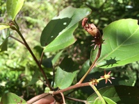Hibiscus waimeae subsp. hannerae