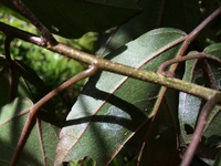 Hibiscus waimeae subsp. hannerae