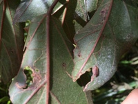 Hibiscus waimeae subsp. hannerae