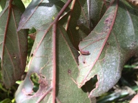 Hibiscus waimeae subsp. hannerae