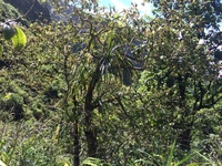 Hibiscus waimeae subsp. hannerae