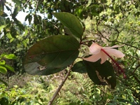 Hibiscus waimeae subsp. hannerae