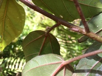 Hibiscus waimeae subsp. hannerae