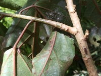 Hibiscus waimeae subsp. hannerae