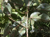Hibiscus waimeae subsp. hannerae