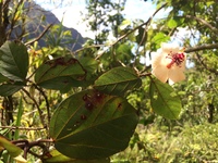 Hibiscus waimeae subsp. hannerae
