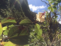 Hibiscus waimeae subsp. hannerae