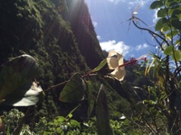 Hibiscus waimeae subsp. hannerae