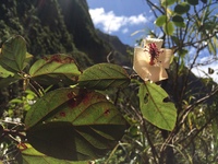 Hibiscus waimeae subsp. hannerae