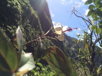 Hibiscus waimeae subsp. hannerae