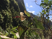 Hibiscus waimeae subsp. hannerae