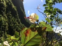 Hibiscus waimeae subsp. hannerae
