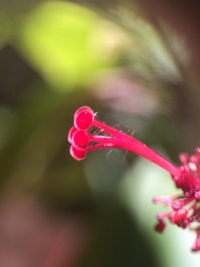 Hibiscus waimeae subsp. hannerae