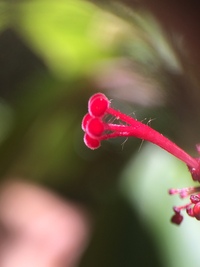 Hibiscus waimeae subsp. hannerae
